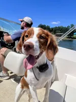 Sierra, a female Brittany for sale in York, SC – Photo 3 of 6