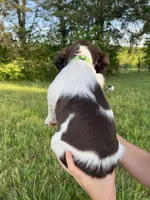 SIERRA, a female Brittany for sale in York, SC – 2 of 10