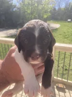 WHISKEY, a male Brittany for sale in York, SC – 3 of 8