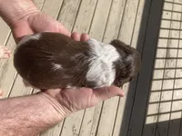 WHISKEY, a male Brittany for sale in York, SC – 2 of 8