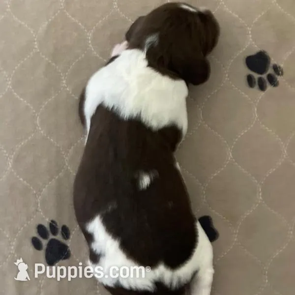 Whiskey – Brittany puppy for sale in York, SC