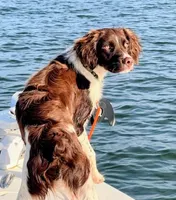Whiskey, a male Brittany for sale in York, SC – Photo 2 of 6