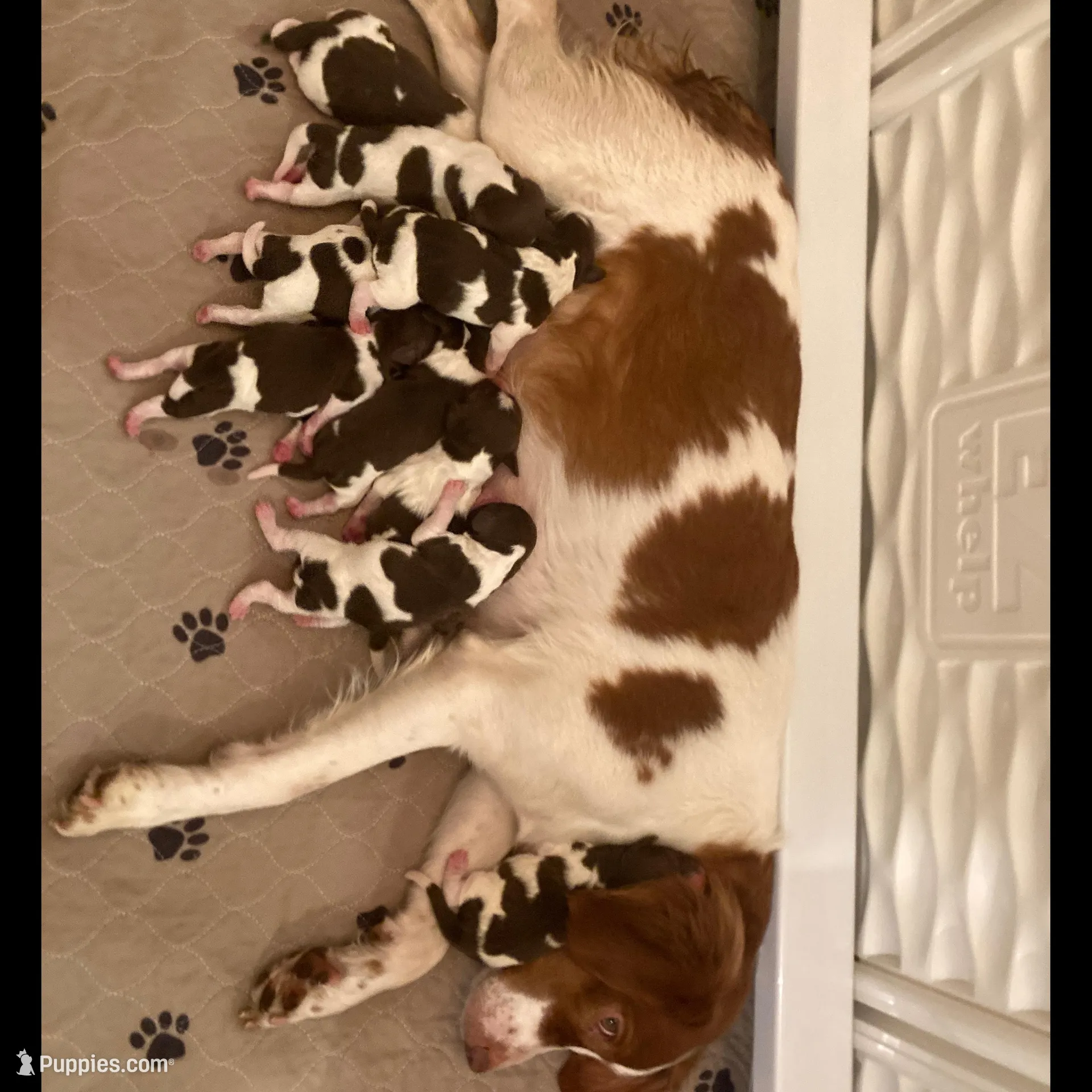 Whiskey, a male Brittany for sale in York, SC – Photo 6 of 6