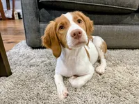 Juliet, a female Brittany for sale in York, SC – Photo 5 of 6