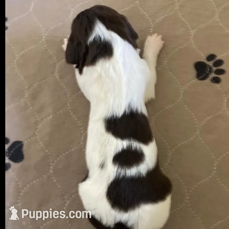 Juliet – Brittany puppy for sale in York, SC