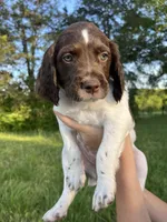 DELTA, a female Brittany for sale in York, SC – 1 of 8