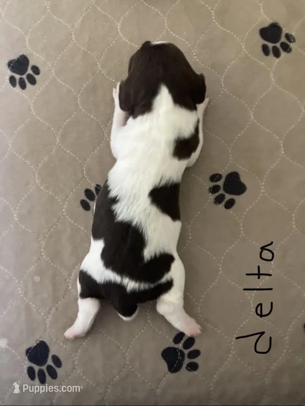 Delta – Brittany puppy for sale in York, SC