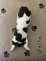 Delta, a female Brittany for sale in York, SC – Photo 1 of 6