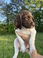 DELTA, a female Brittany for sale in York, SC – 2 of 8
