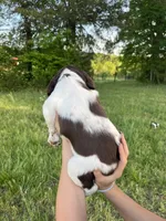 DELTA, a female Brittany for sale in York, SC – 3 of 8