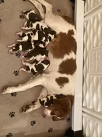 Delta, a female Brittany for sale in York, SC – Photo 6 of 6