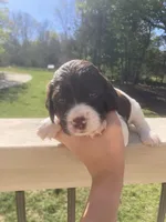 Yankee, a female Brittany for sale in York, SC – 5 of 10