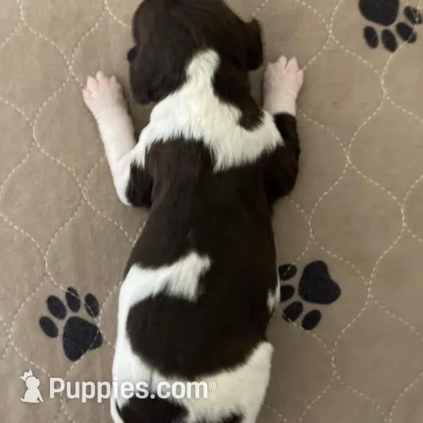 Yankee – Brittany puppy for sale in York, SC