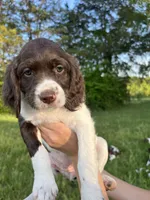Yankee, a female Brittany for sale in York, SC – 1 of 10