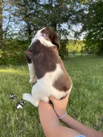 Yankee, a female Brittany for sale in York, SC – 2 of 10