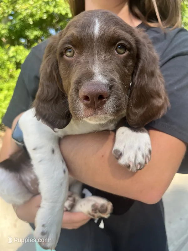 WHISKEY – Brittany puppy for sale in York, SC