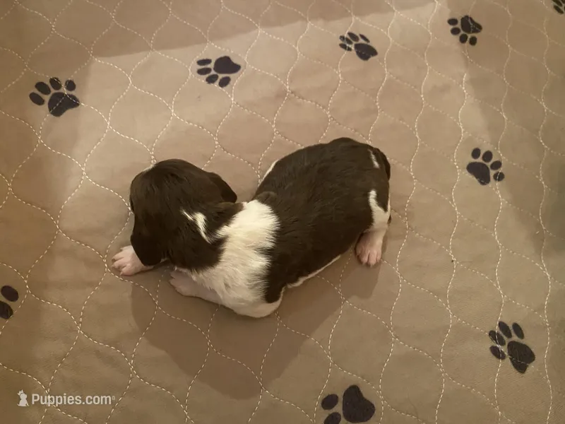 TANGO – Brittany puppy for sale in York, SC