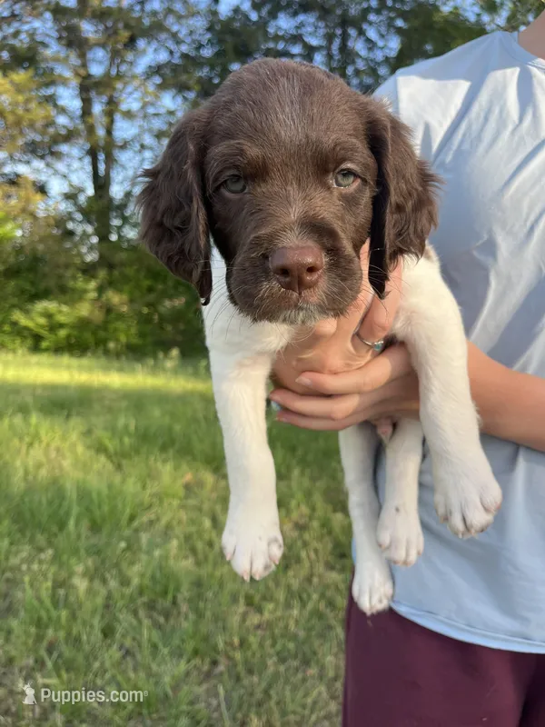 TANGO – Brittany puppy for sale in York, SC