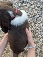 TANGO, a male Brittany for sale in York, SC – 2 of 9