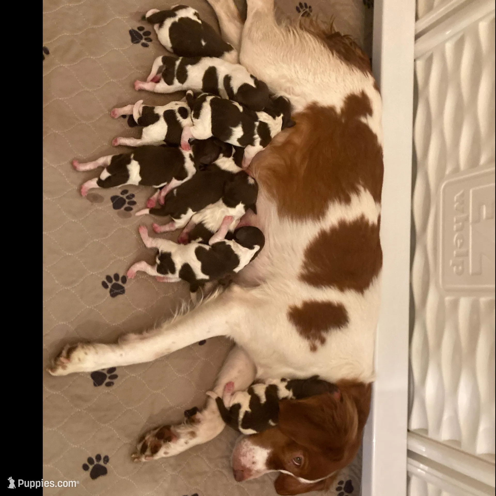 TANGO, a male Brittany for sale in York, SC – Photo 7 of 7