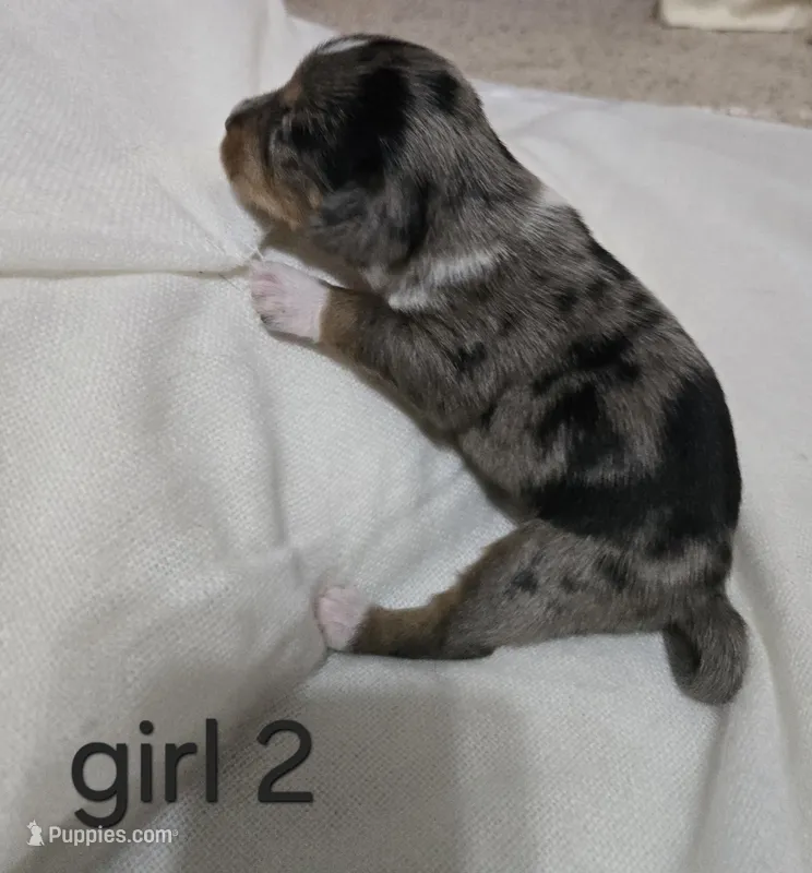 Dapple chiweenie Female 2 – Chiweenie puppy for sale in Crestline, CA