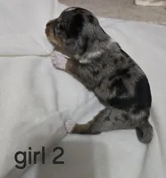 Dapple chiweenie Female 2, a female Chiweenie for sale in Crestline, CA – 1 of 3