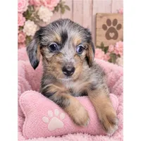 Dapple Chiweenie Female #4, a female Chiweenie for sale in Crestline, CA – 7 of 8