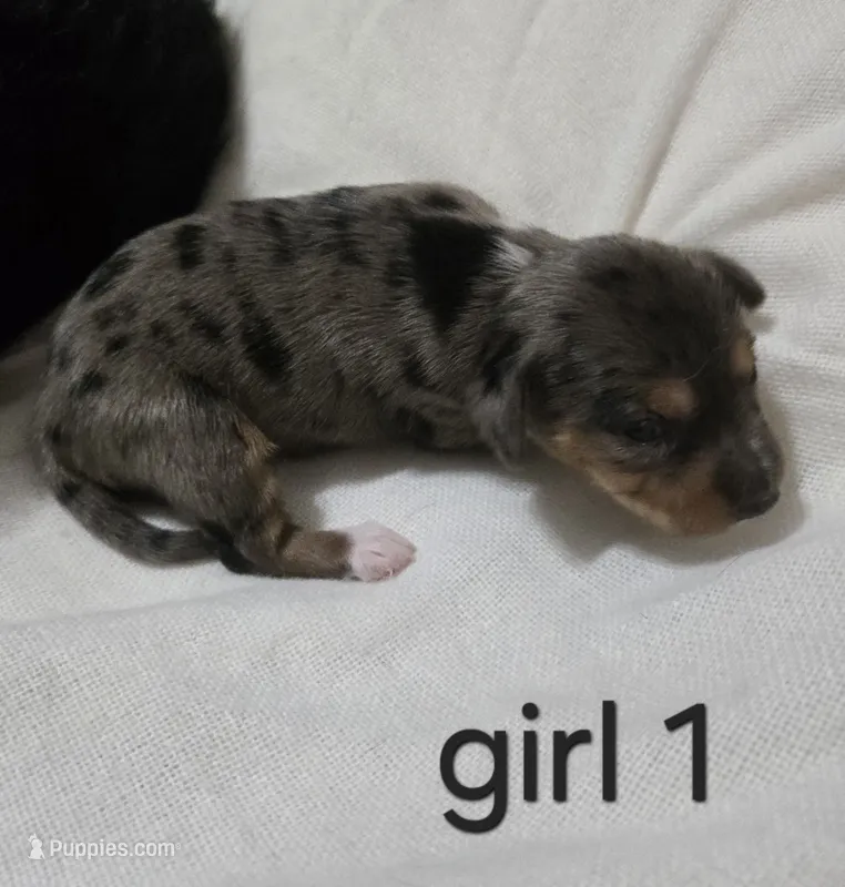 Dapple chiweenie Female #1 – Chiweenie puppy for sale in Crestline, CA