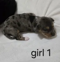 Dapple chiweenie Female #1, a female Chiweenie for sale in Crestline, CA – 1 of 1