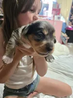 Dapple Chiweenie male #3, a male Chiweenie for sale in Crestline, CA – 4 of 4