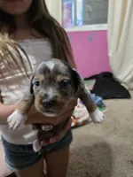 Dapple chiweenie Female 2, a female Chiweenie for sale in Crestline, CA – 3 of 3