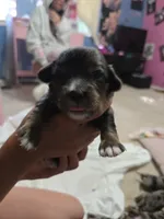 Dapple chiweenie male #1, a male Chiweenie for sale in Crestline, CA – 2 of 3