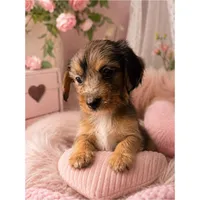 Dapple Chiweenie Female #4, a female Chiweenie for sale in Crestline, CA – 8 of 8