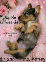 Dapple Chiweenie Female #4, a female Chiweenie for sale in Crestline, CA – 1 of 8