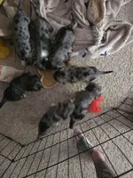 Dapple chiweenie Female 2, a female Chiweenie for sale in Crestline, CA – 5 of 5