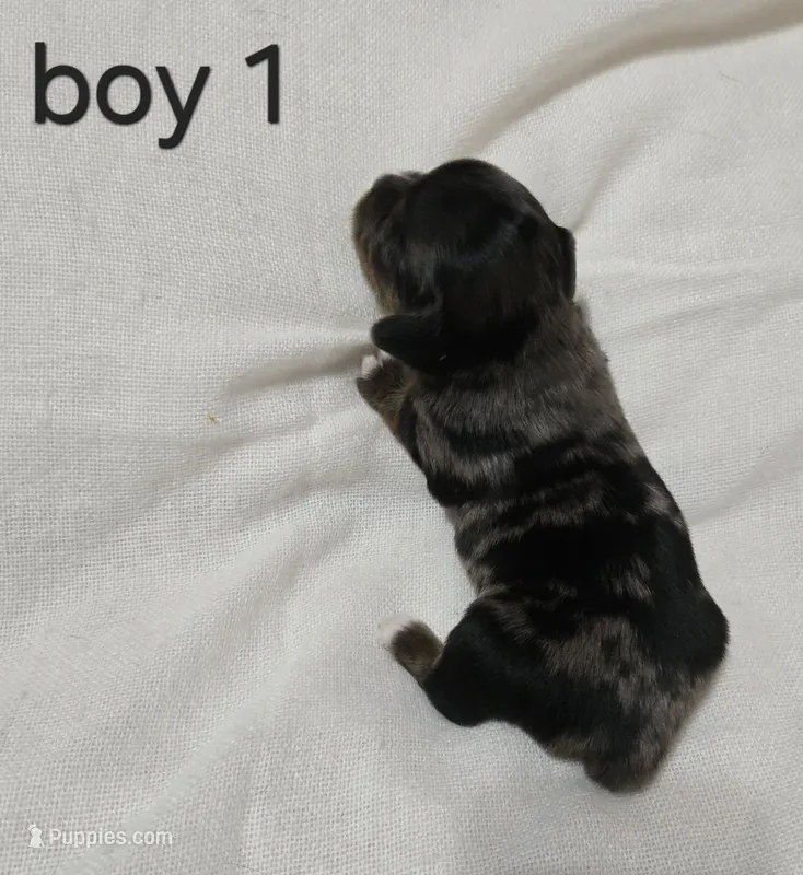 Dapple chiweenie male #1 – Chiweenie puppy for sale in Crestline, CA