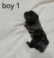 Dapple chiweenie male #1, a male Chiweenie for sale in Crestline, CA – 1 of 3