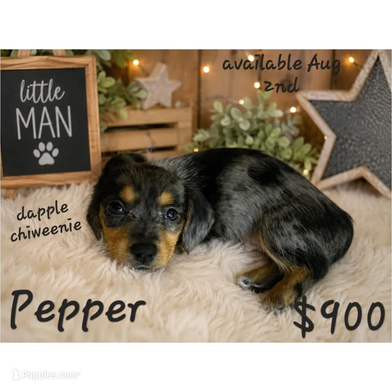 Dapple Chiweenie male #3 – Chiweenie puppy for sale in Crestline, CA