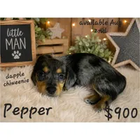 Dapple Chiweenie male #3, a male Chiweenie for sale in Crestline, CA – 1 of 7