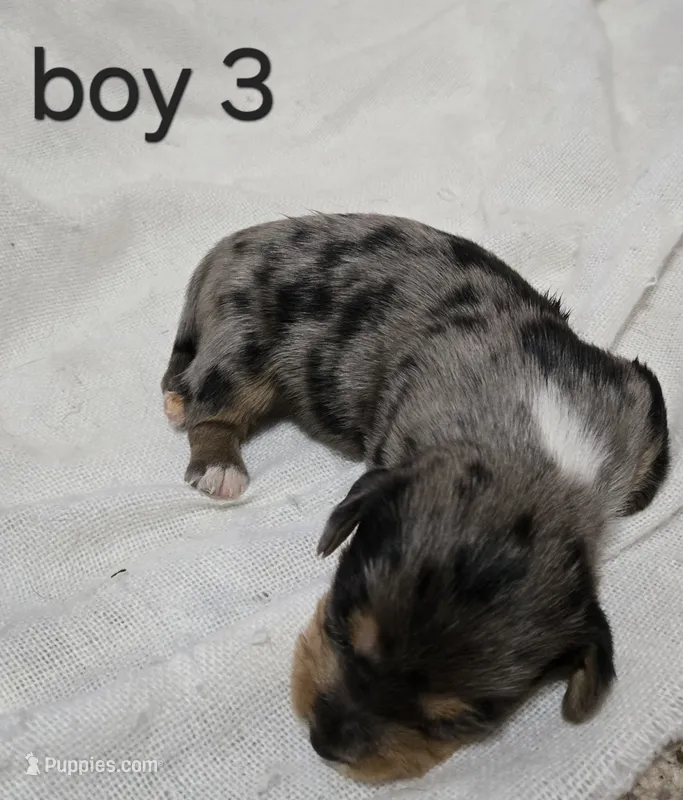 Dapple Chiweenie male #3 – Chiweenie puppy for sale in Crestline, CA