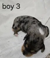 Dapple Chiweenie male #3, a male Chiweenie for sale in Crestline, CA – 1 of 4