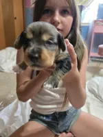 Dapple Chiweenie male #3, a male Chiweenie for sale in Crestline, CA – 3 of 4
