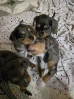 Dapple chiweenie male #2, a male Chiweenie for sale in Crestline, CA – 4 of 5