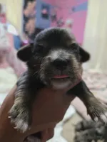 Dapple chiweenie male #1, a male Chiweenie for sale in Crestline, CA – 3 of 3