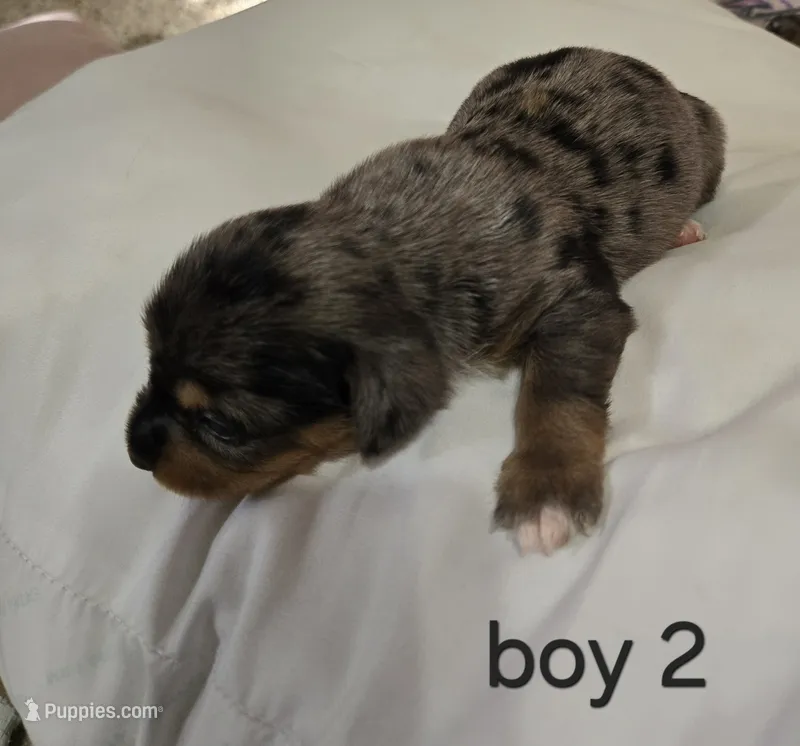 Dapple chiweenie male #2 – Chiweenie puppy for sale in Crestline, CA