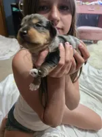 Dapple Chiweenie male #3, a male Chiweenie for sale in Crestline, CA – 2 of 4