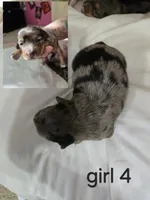Dapple Chiweenie Female #4, a female Chiweenie for sale in Crestline, CA – 2 of 2