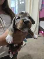 Dapple chiweenie Female 2, a female Chiweenie for sale in Crestline, CA – 2 of 3