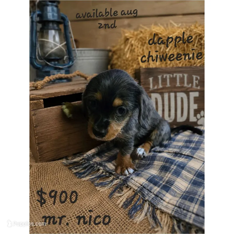 Dapple chiweenie male #2 – Chiweenie puppy for sale in Crestline, CA