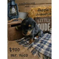 Dapple chiweenie male #2, a male Chiweenie for sale in Crestline, CA – 1 of 5